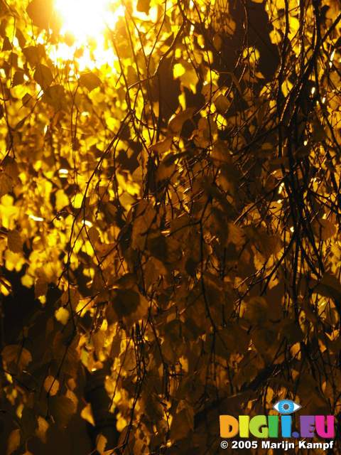 15588 Yellow leaves